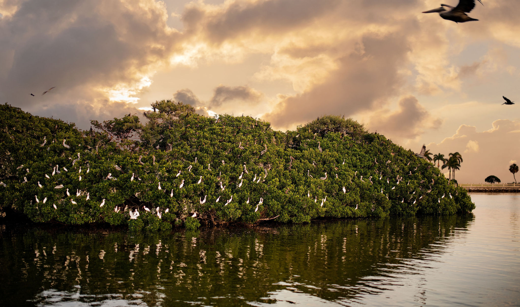 Large green island covered with many perched white and brown pelicans, reflected in calm water under a cloudy golden sky.