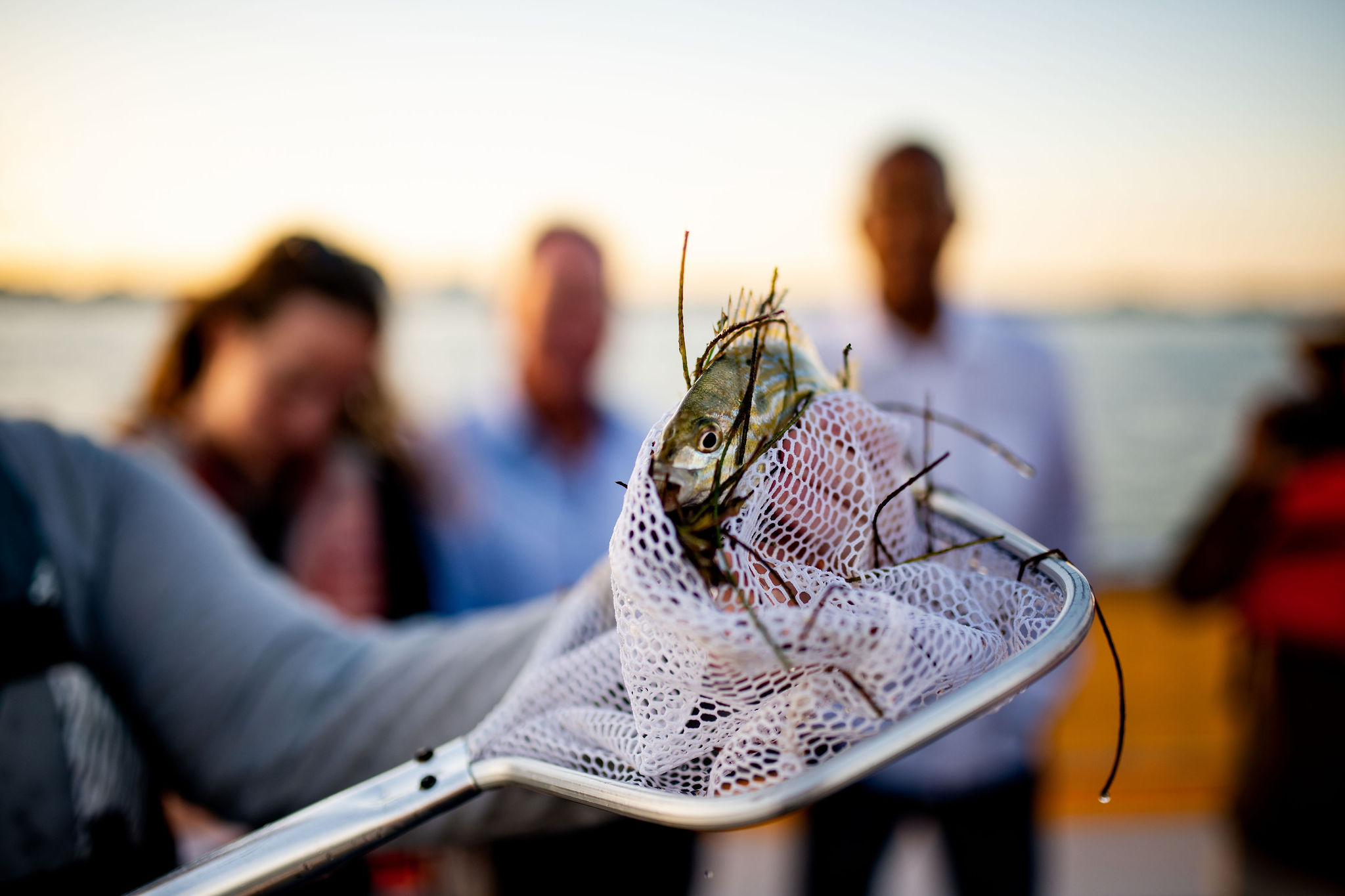Close-up of a small fish caught in a white fishing net.
