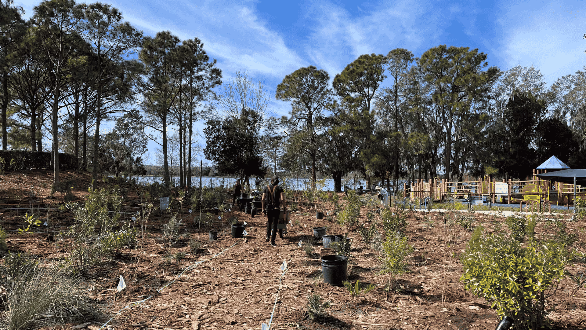 People planting young trees in a mulched park area under a clear blue sky.