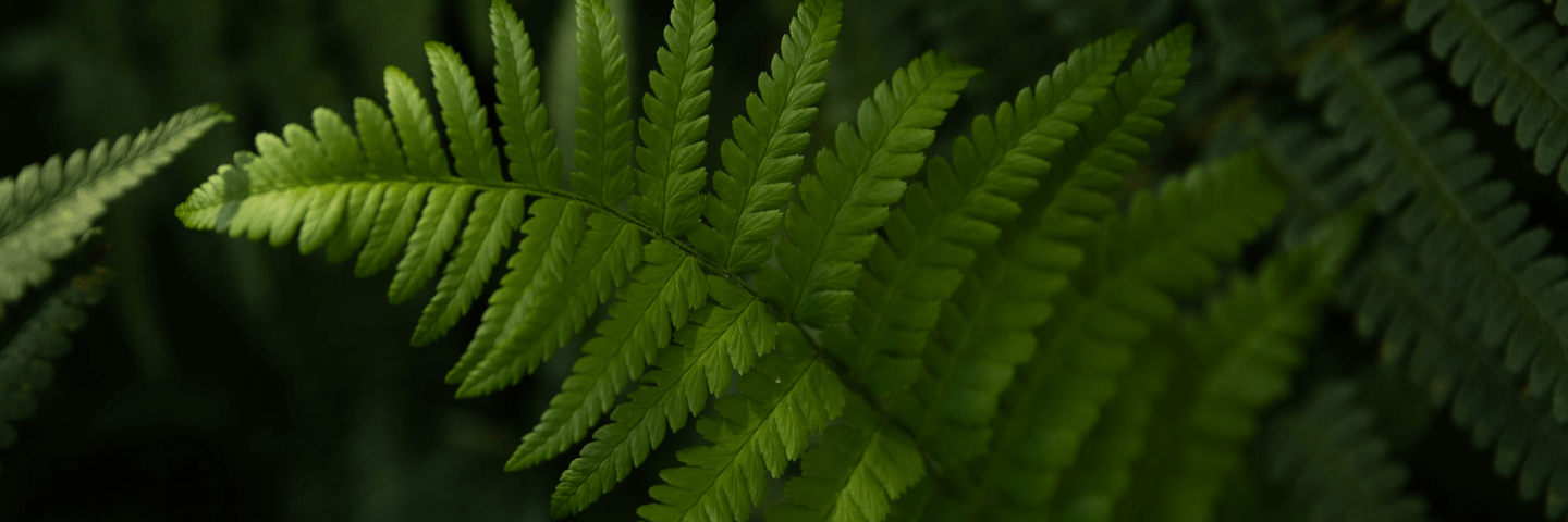 Close-up of vibrant green fern leaves.