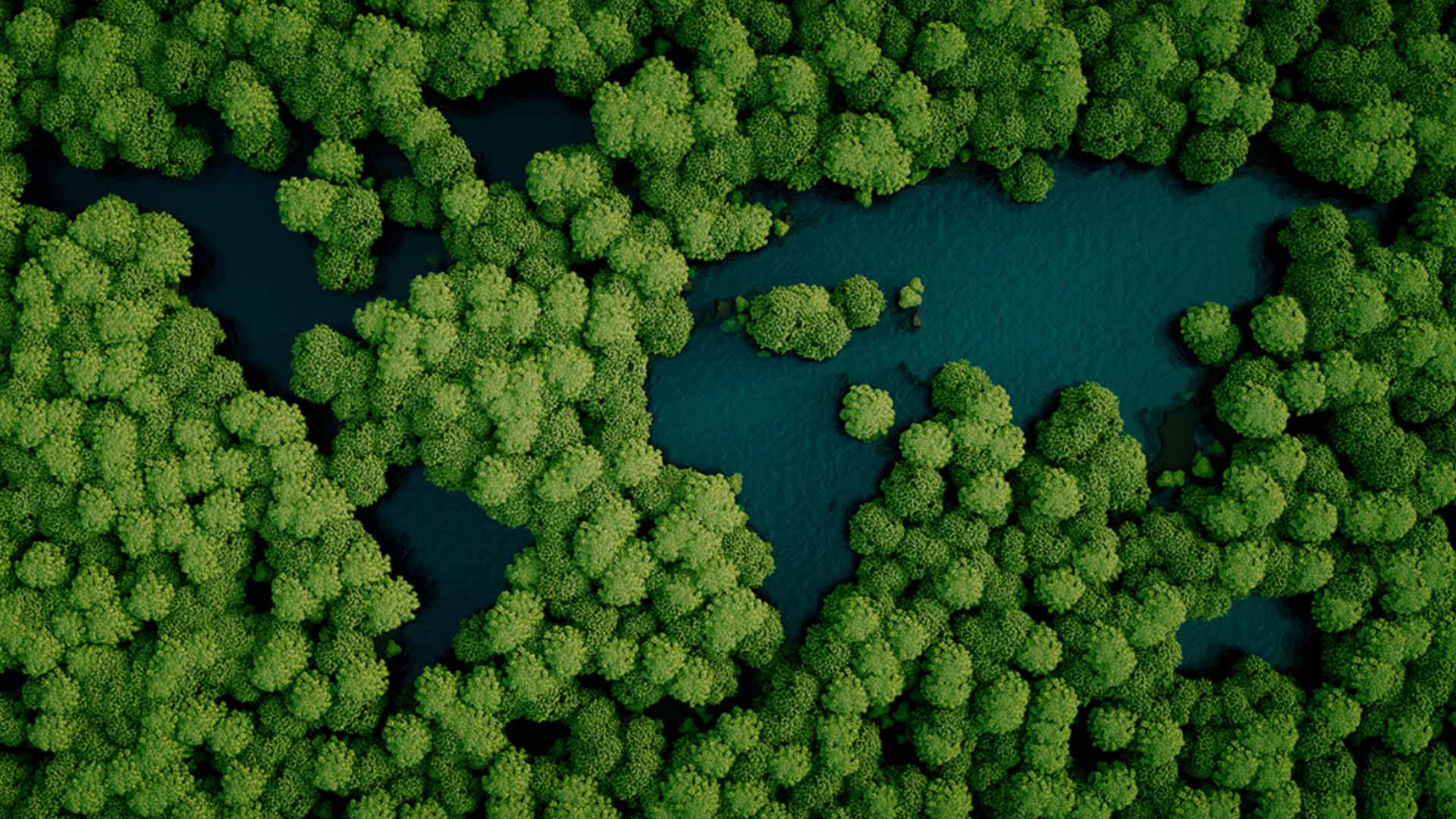 Aerial view of dense green mangrove trees surrounding blue water channels.